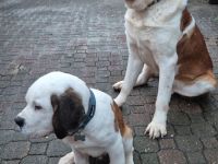 Bernhardiner Welpen suhen neue zuhause, aktuell 14 Wochen und nur noch ein Rüde zuhaben