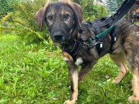 Pepe ist ein echtes Stehaufmännchen