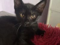 2 Liebevollen kitten