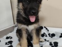 Deutscher Schäferhund/Siberian Husky Welpen