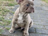 Französische Bulldoggen Welpen