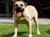 Top Presa Canario Welpen Deutsche Zucht, Papiere, EU-Pass, Chip, Eltern vor Ort!!