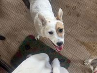 Tiana – charmante Hündin auf der Suche nach ihrer für immer Familie🫂❤️