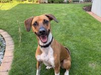 Elli – aufgeweckte und liebevolle Hündin sucht ihre für immer Familie🫂🏡