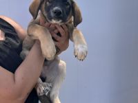 5 Welpen Geschwister auf der Suche nach ihrem großen Glück🐶🍀❤️