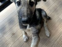 Aria- tapfere und mutige Welpe sucht ihr neues Zuhause💖🐶