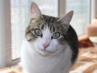 Door, Einzelprinzessin