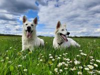 Wurfplanung November 2025 -weiße schweizer Schäferhunde Langstockhaar