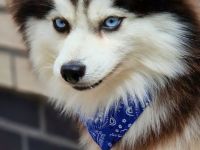 Pomsky F3 Toy Deckrüde Pomeranian Minihusky