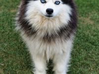 Pomsky F3 Toy Deckrüde Pomeranian Minihusky