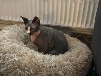 Verkaufe eine sphynx