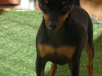 Luxus-Haustier - kleines Mädchen