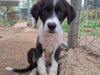 Tilly - tolle Junghündin sucht ihre Familie