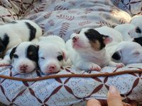 Jack Russell Terrier Welpen – verspielt & gesund – abzugeben