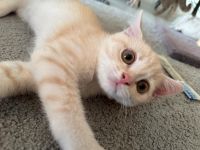 Britisch Kurzhaar Kitten – männlich