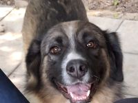 Hündin Darla / derzeit noch in Griechenland