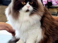 Deckkater Britisch Langhaar Chocolate-White