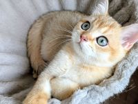 BKH Kitten gold und edel mit Stammbaum