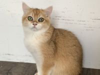 Bkh Kitten mit Stammbaum