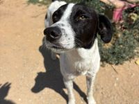 Super sozialer Ozzy sucht sein Glück