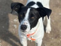 Aufgewecketer Mischlingsrüde Ozzy sucht aktives Zuhause