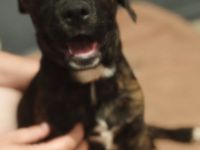 Appenzeller Labrador