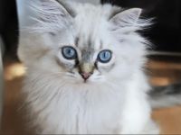 Kitten British Langhaar