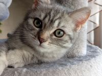 BKH Kitten,  Mädchen abholbereit