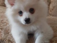 Deutscher Spitz sucht neues Zuhause