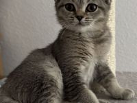 BKH-Kitten suchen ab sofort ein neues Zuhause