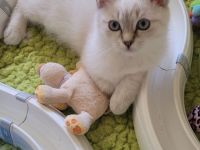 Kurzhaar Katzenkinder Heilige Birma x BKH