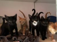 Waldraut, Waldruth, Waldemara