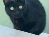 Misha, FIV und FelV positiv