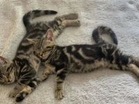 BKH Kitten Silber Tabby Classic( marmor muster, getupft)whiskas muster