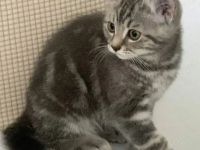 BKH Kitten Silber Tabby Classic( marmor muster, getupft)whiskas muster