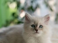 Reinrassige Neva Masquarade Kitten