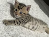 Bengal mix Kitten