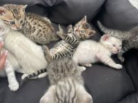 Bengal Kitten Reinrassig Snow, Silver, Brown… Abgabe ab November