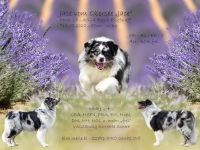 Australian Shepherd (Deckrüde) "Jace" vom Obersee