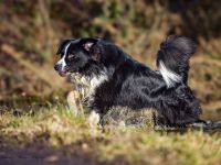 Australian Shepherd (Deckrüde) Dust in the Wind vom Obersee "Dusty"