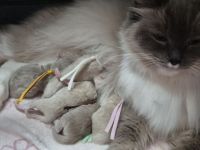 Ragdoll- / Cherubimkitten suchen Zuhause