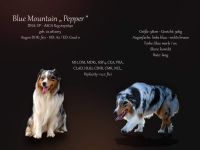Australian Shepherd (Deckrüde) Blue Mountain Pepper