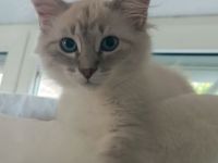 Sibirische Katzen / Neva Masquarade