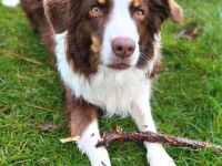 Perri in 70619 Stuttgart sucht sein Für-immer-Zuhause