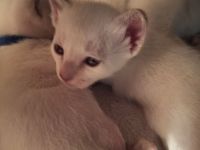 Siam alte Form,  Thaikatze Thaikitten mit Stammbaum