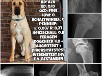 Dänischer Broholmer DECKRÜDE