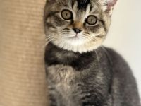 BKH Kitten ,Abgabebereit