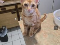 2 hübsche maine coon mix kater