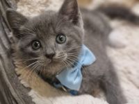 Süße BKH-Siam-Mix Kitten abzugeben!