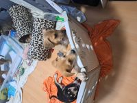 Border collie mix welpen Auszugs bereit